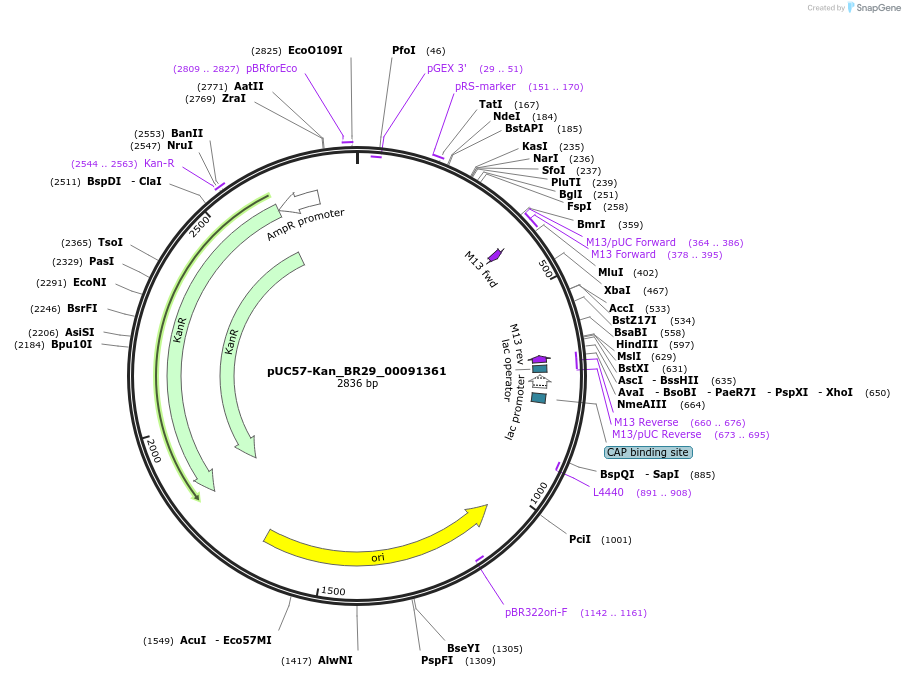 121209-plasmid-map-sequence-id-231226