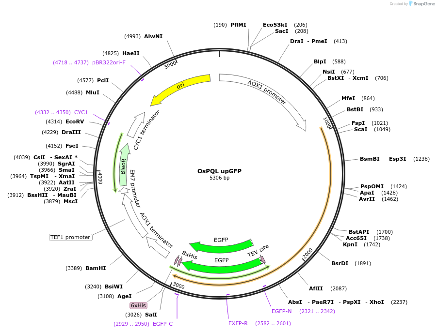 117895-plasmid-map-sequence-id-231227