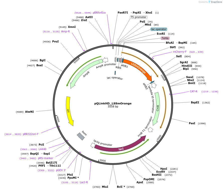 118860-plasmid-map-sequence-id-231230