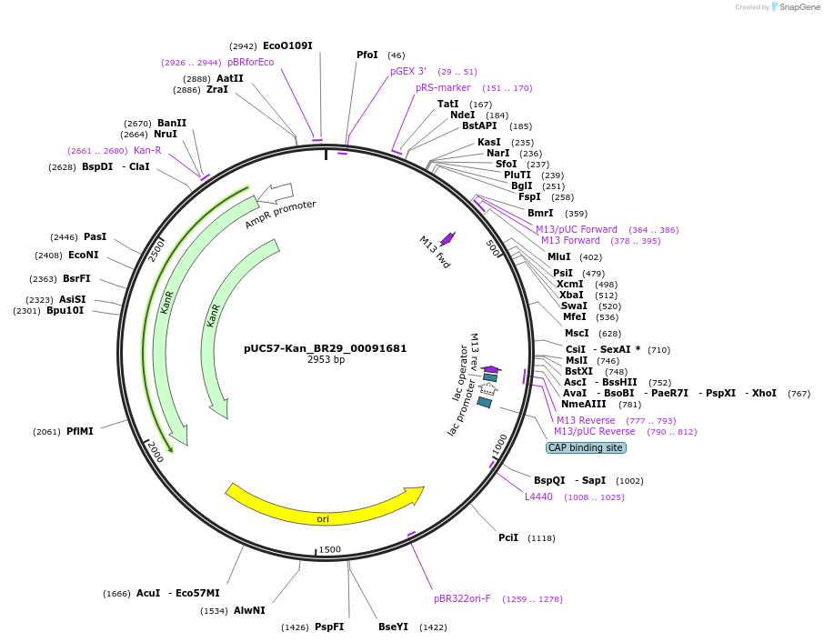 121211-plasmid-map-sequence-id-231231