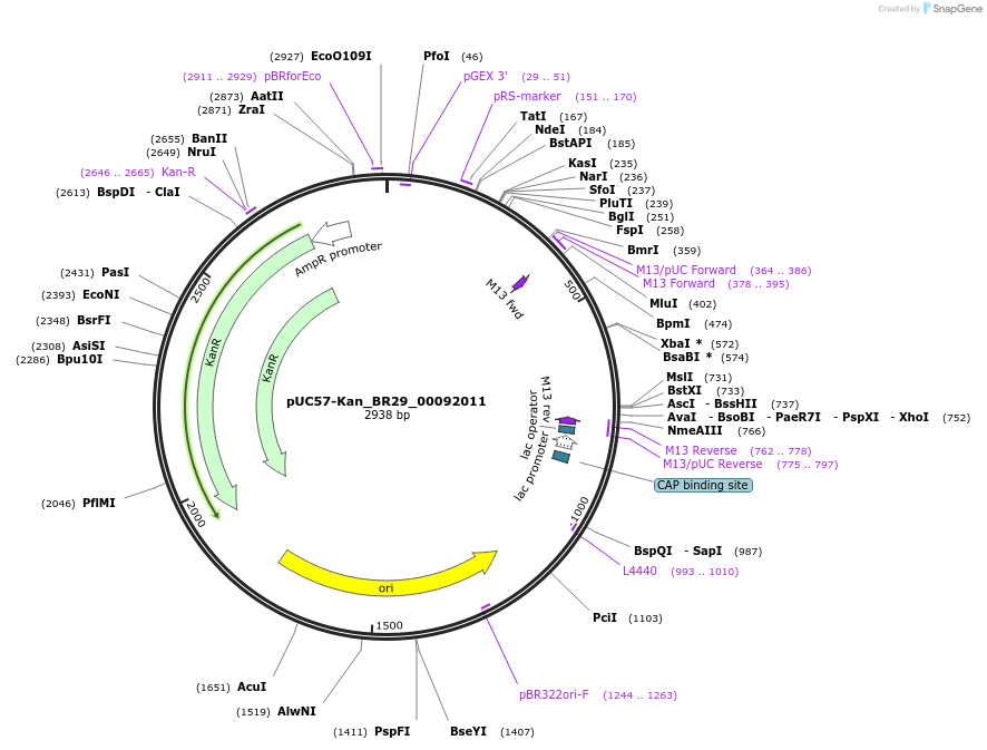 121212-plasmid-map-sequence-id-231232