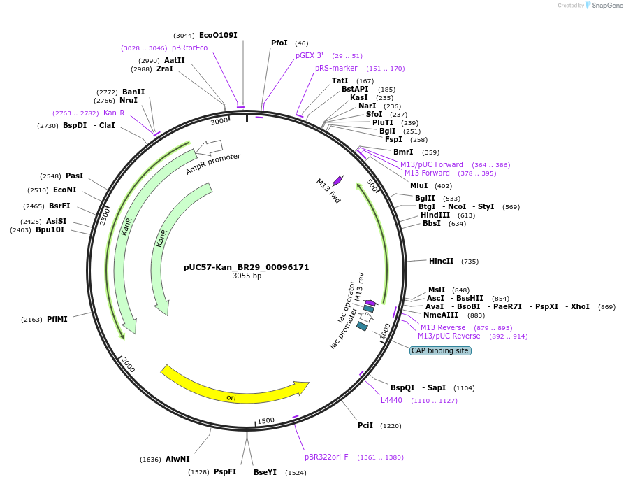 121214-plasmid-map-sequence-id-231234