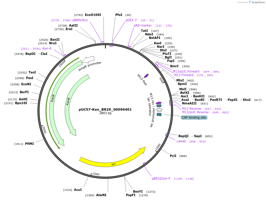 121215-plasmid-map-sequence-id-231235