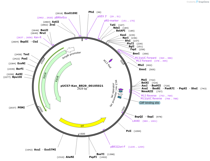 121219-plasmid-map-sequence-id-231239