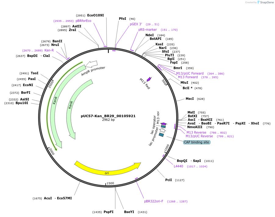 121220-plasmid-map-sequence-id-231240