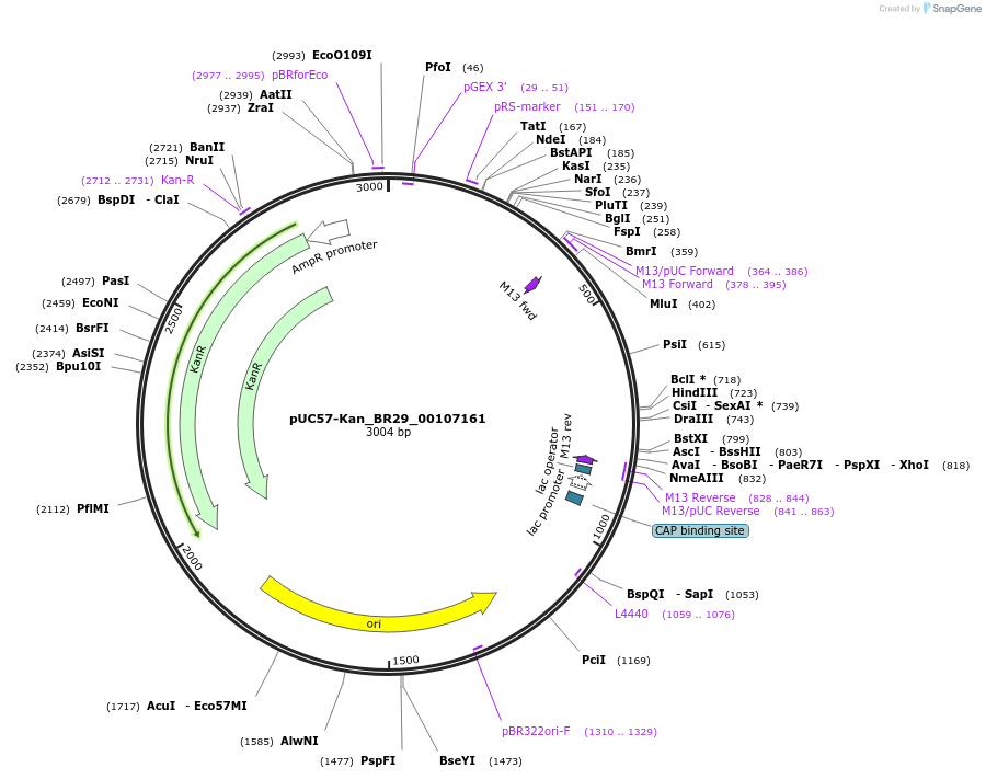 121222-plasmid-map-sequence-id-231242