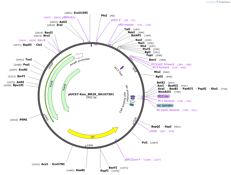 121223-plasmid-map-sequence-id-231243