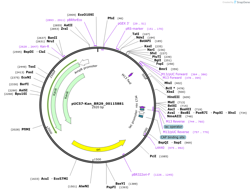 121227-plasmid-map-sequence-id-231247