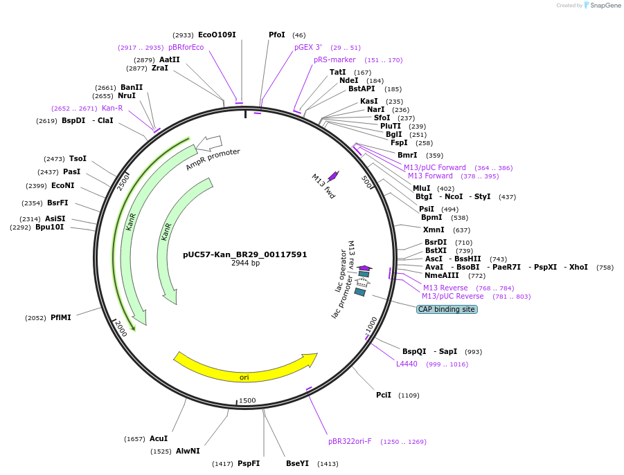 121228-plasmid-map-sequence-id-231248