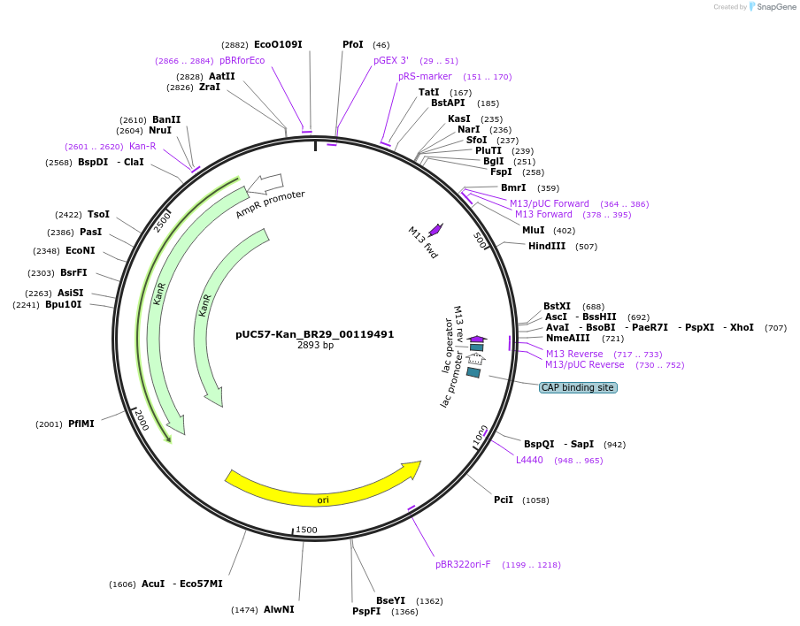 121231-plasmid-map-sequence-id-231251