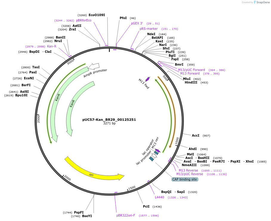 121235-plasmid-map-sequence-id-231255