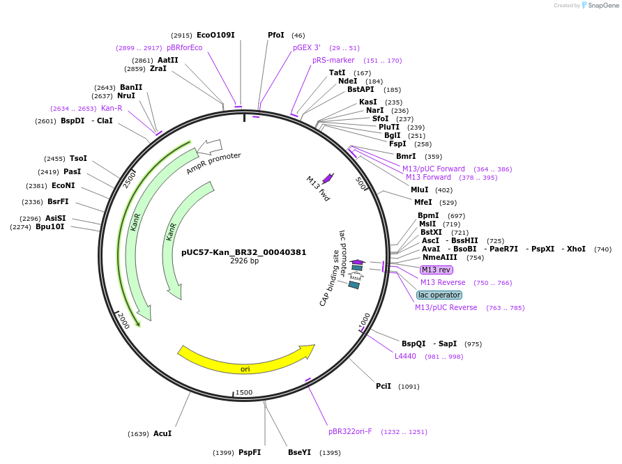 121239-plasmid-map-sequence-id-231259
