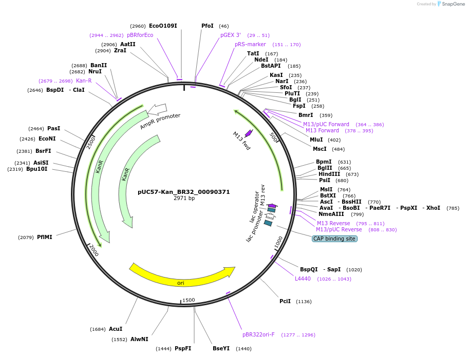 121243-plasmid-map-sequence-id-231264