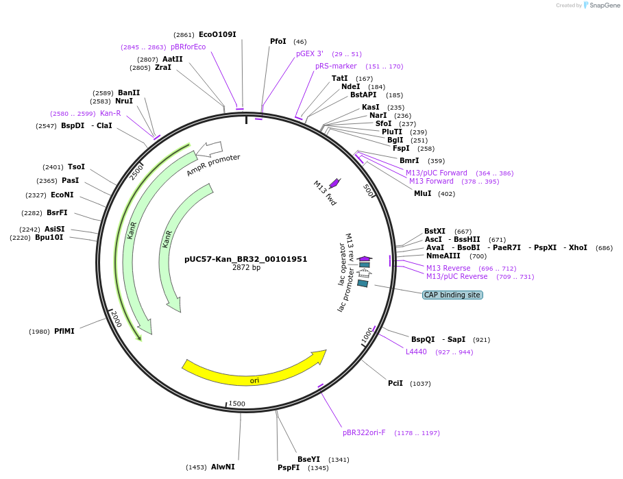 121246-plasmid-map-sequence-id-231267