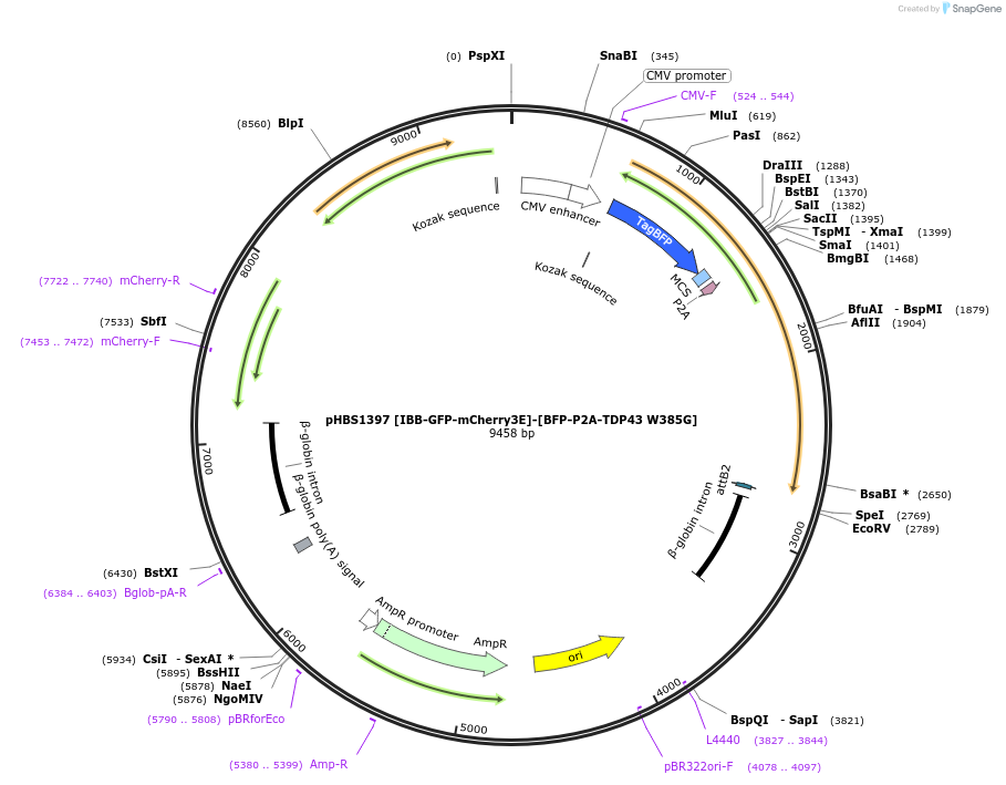 118812-plasmid-map-sequence-id-231277