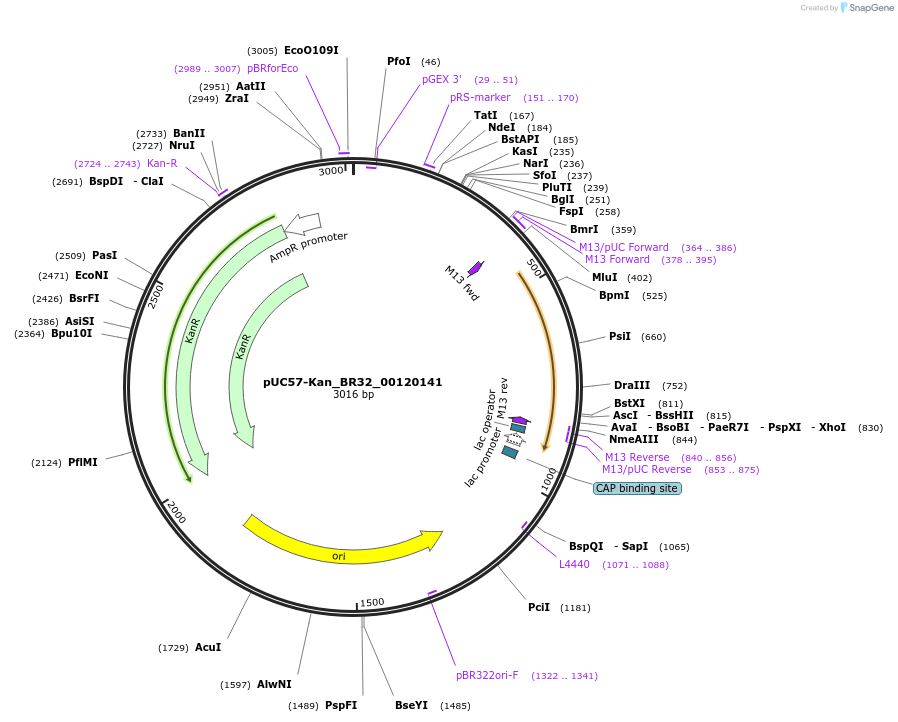 121252-plasmid-map-sequence-id-231281