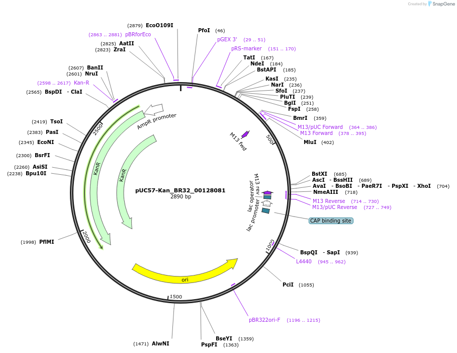 121253-plasmid-map-sequence-id-231282
