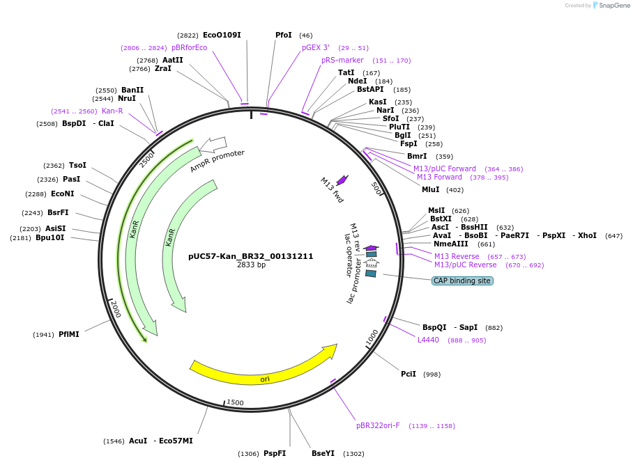 121254-plasmid-map-sequence-id-231283