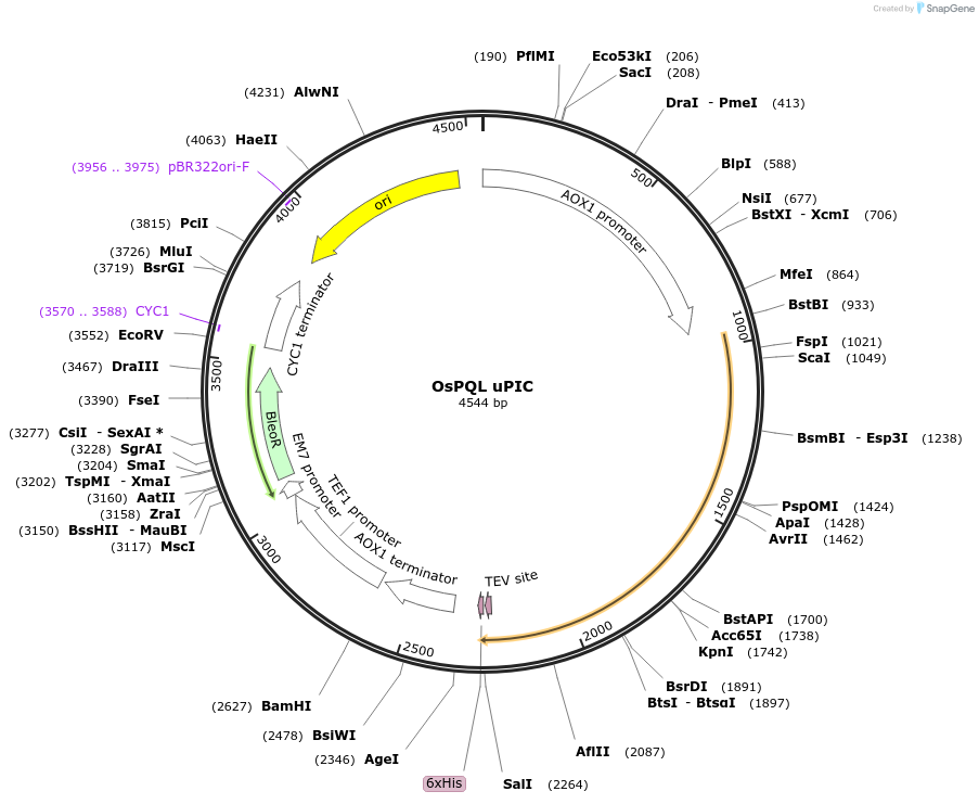 117894-plasmid-map-sequence-id-231284