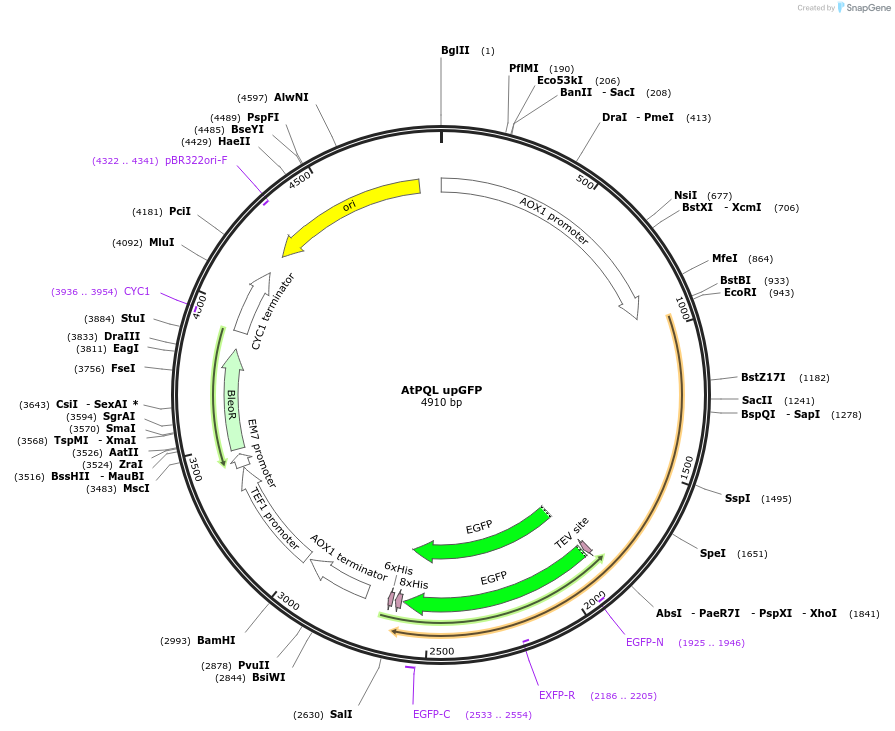 117897-plasmid-map-sequence-id-231285