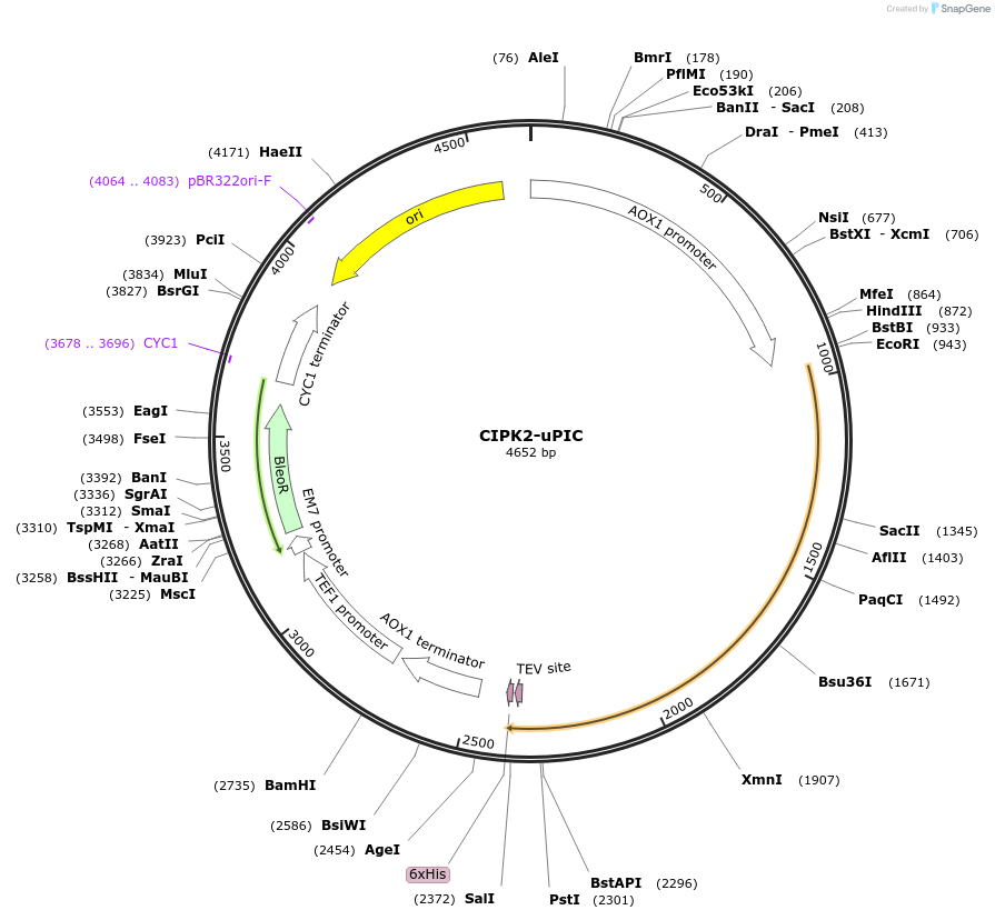 117862-plasmid-map-sequence-id-231296