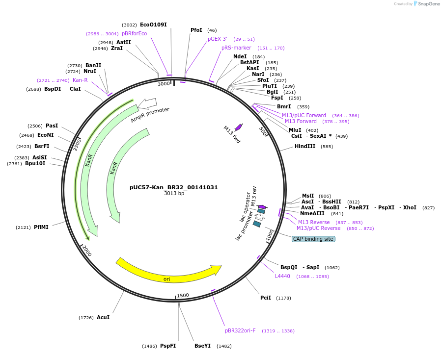 121260-plasmid-map-sequence-id-231325