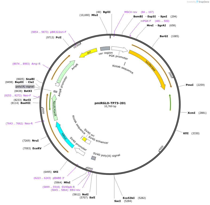 117333-plasmid-map-sequence-id-231339