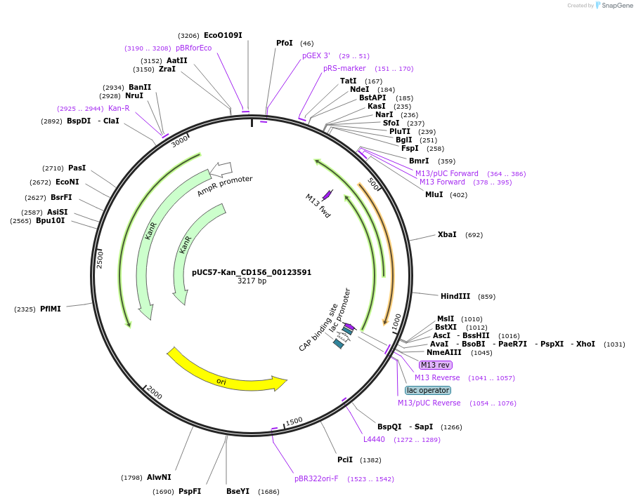 121281-plasmid-map-sequence-id-231349