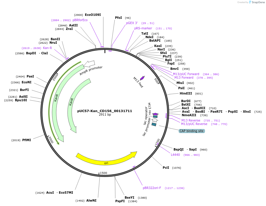 121282-plasmid-map-sequence-id-231350