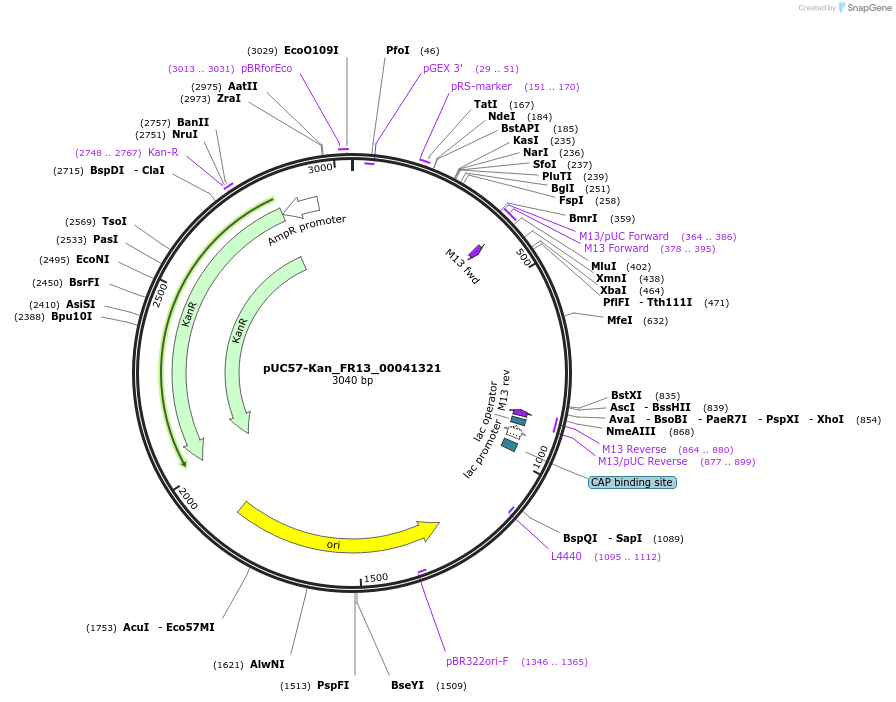 121298-plasmid-map-sequence-id-231368