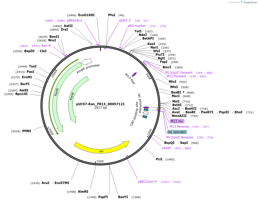 121299-plasmid-map-sequence-id-231369
