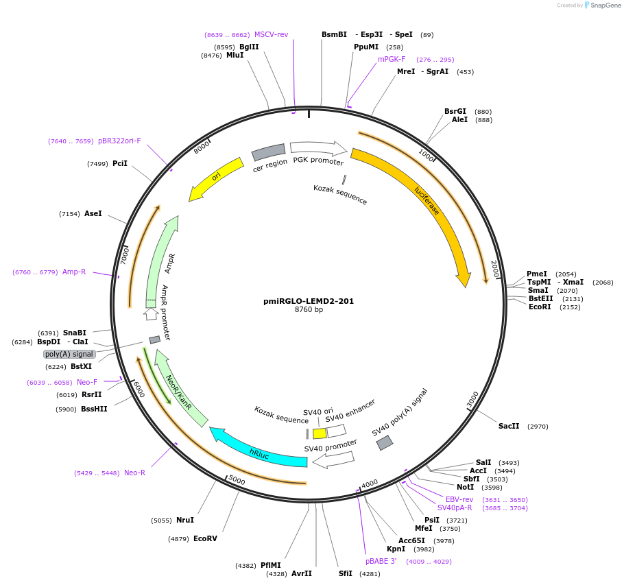 117349-plasmid-map-sequence-id-231373