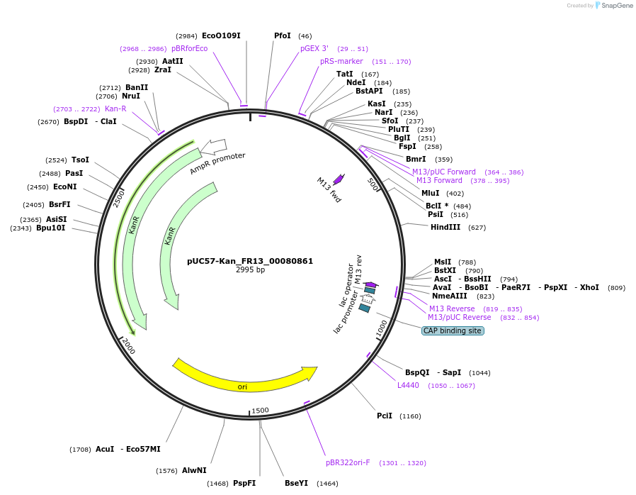 121307-plasmid-map-sequence-id-231379