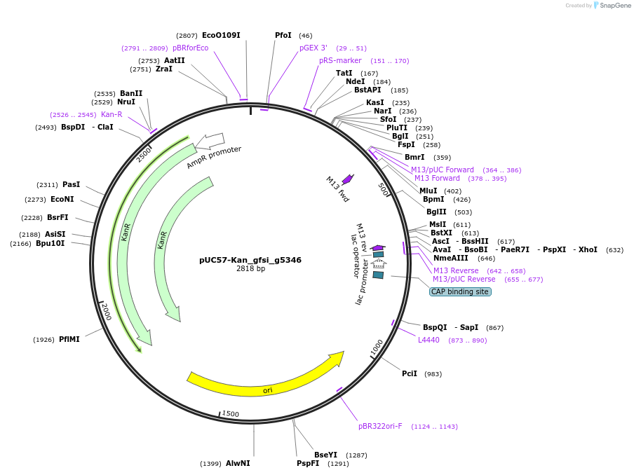 121337-plasmid-map-sequence-id-231409