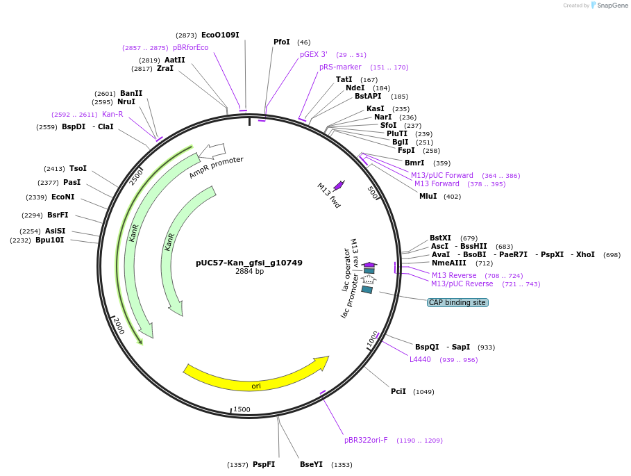 121335-plasmid-map-sequence-id-231410
