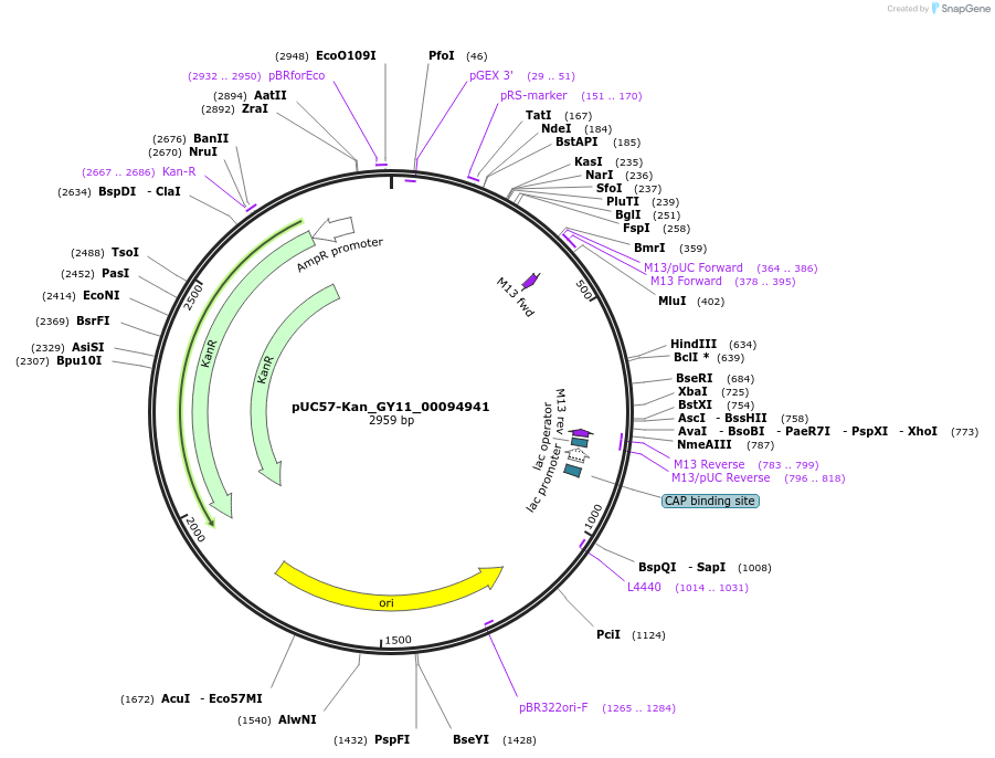 121346-plasmid-map-sequence-id-231420