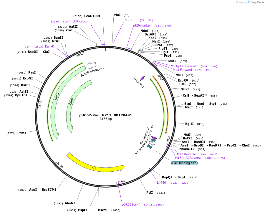 121353-plasmid-map-sequence-id-231427