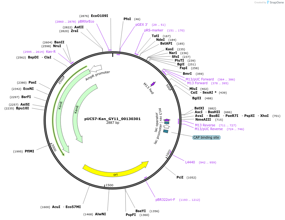 121354-plasmid-map-sequence-id-231428