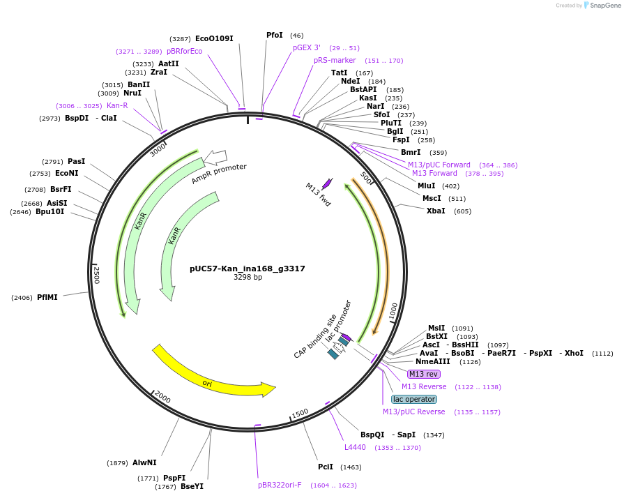 121364-plasmid-map-sequence-id-231437
