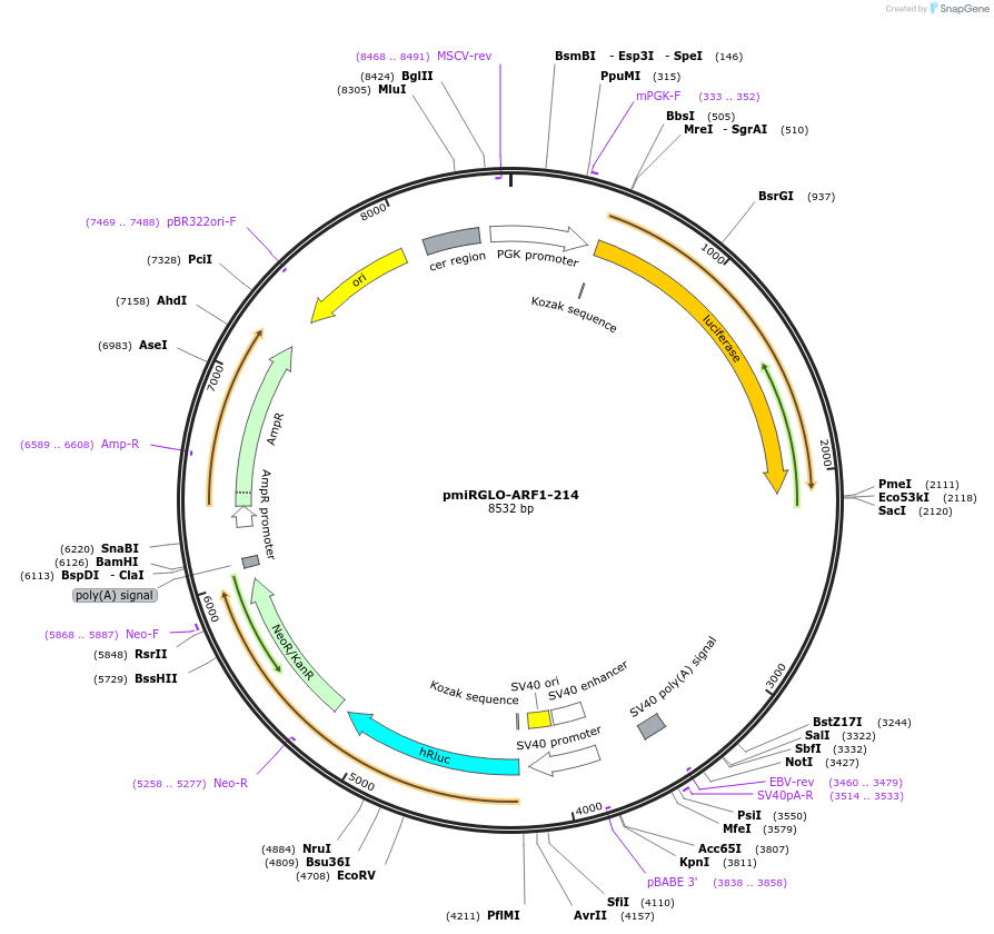 117337-plasmid-map-sequence-id-231449