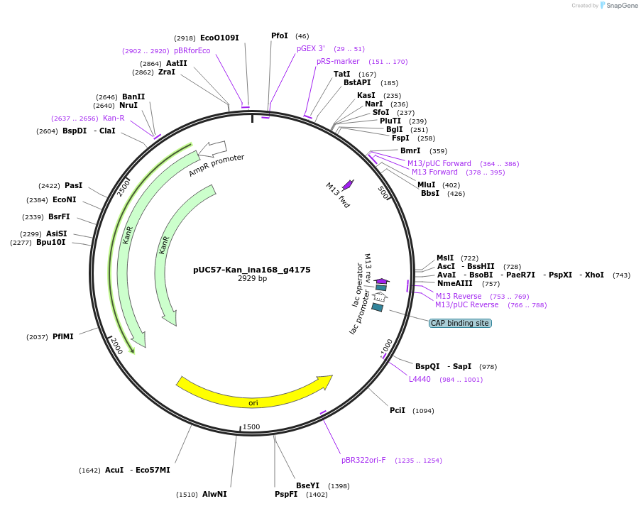 121366-plasmid-map-sequence-id-231468