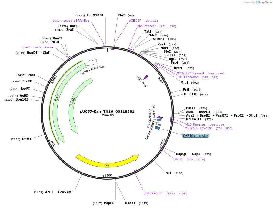 121374-plasmid-map-sequence-id-231477