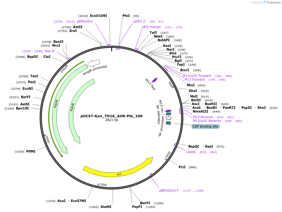 121378-plasmid-map-sequence-id-231480