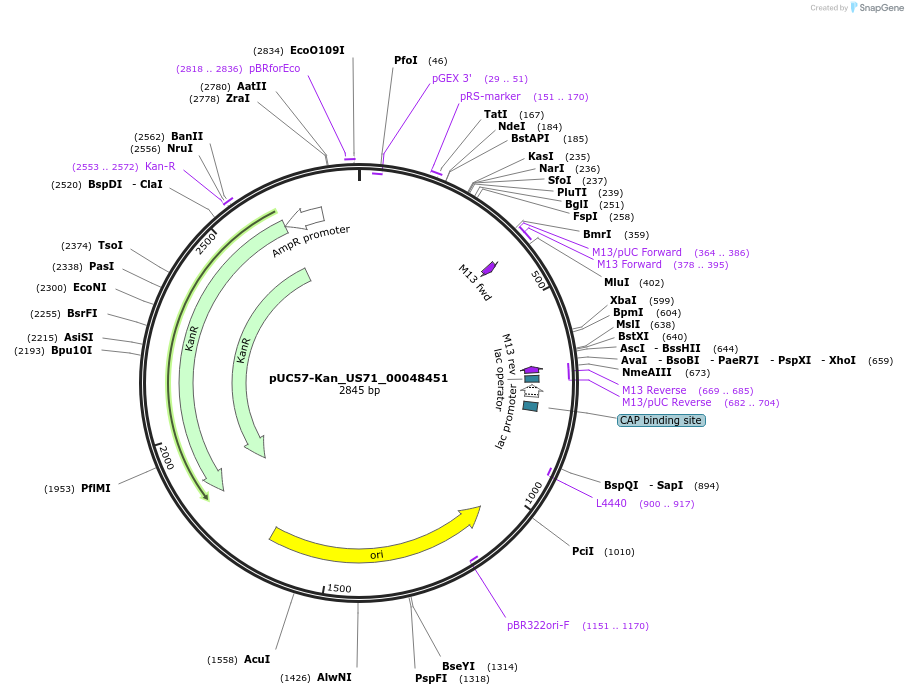 121381-plasmid-map-sequence-id-231484