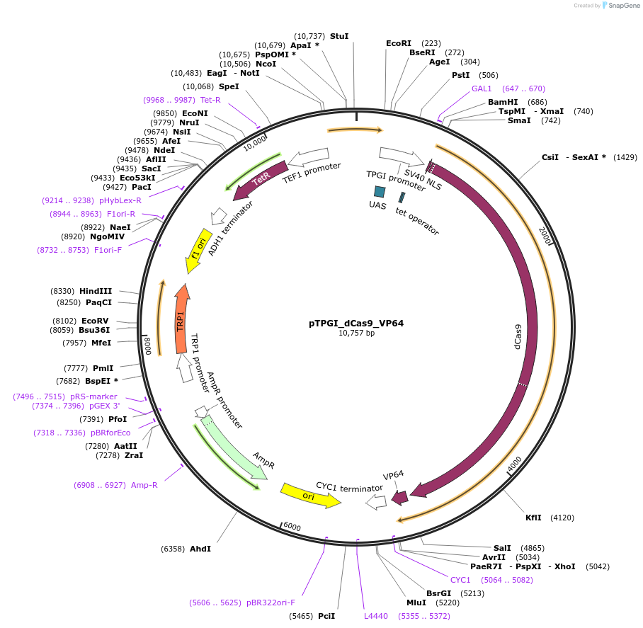 49013-plasmid-map-sequence-id-231494