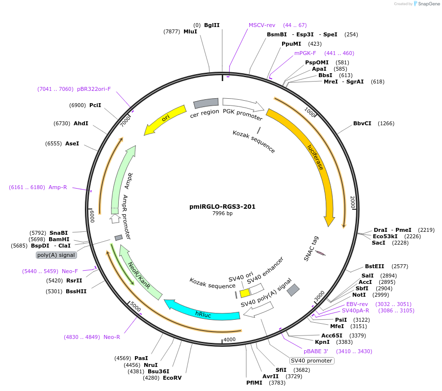 117359-plasmid-map-sequence-id-231497
