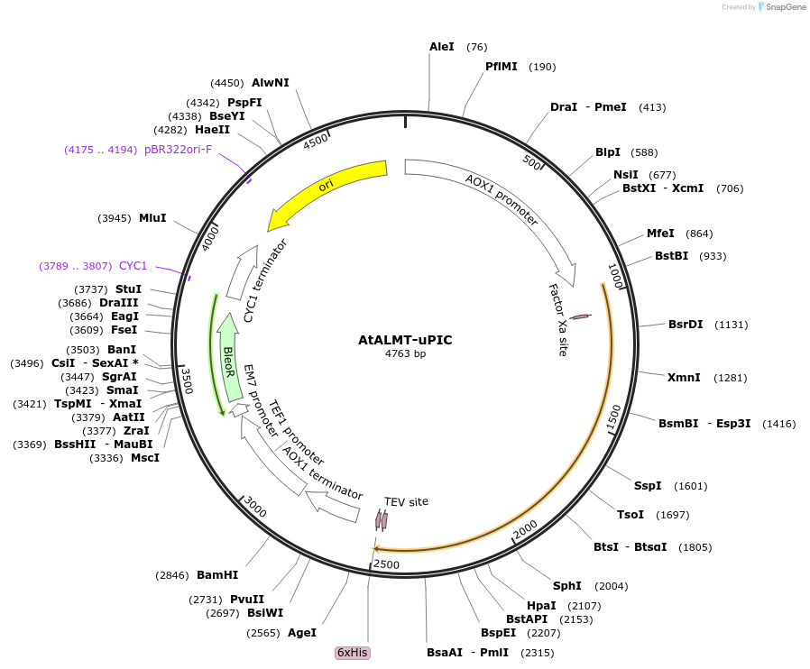 117872-plasmid-map-sequence-id-231503