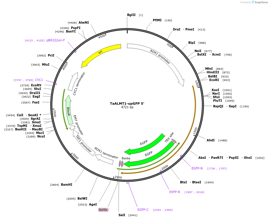 117891-plasmid-map-sequence-id-231506