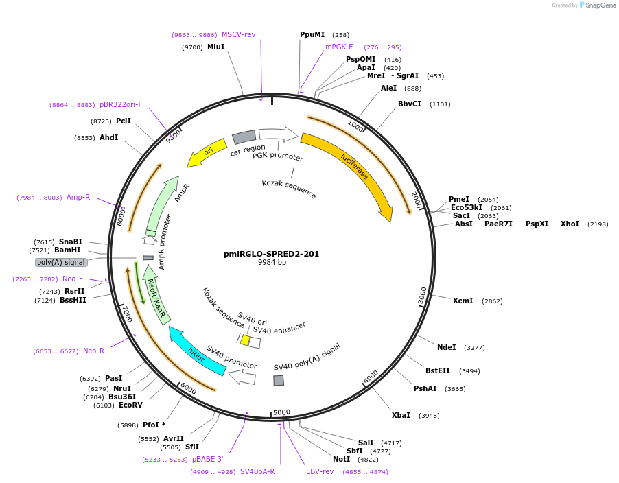 117366-plasmid-map-sequence-id-231523