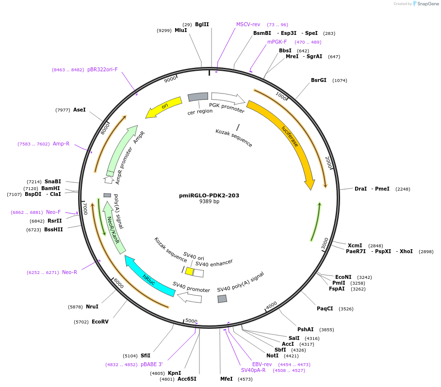 117354-plasmid-map-sequence-id-231524